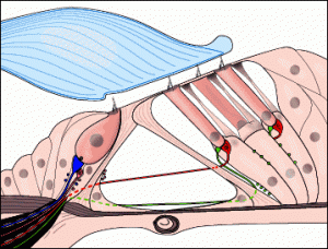 Αιτία Γέννησης των Εμβοών: Βλάβη στα τριχωτά κύτταρα.ent
