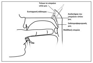 Irregular ear Clicking.ent